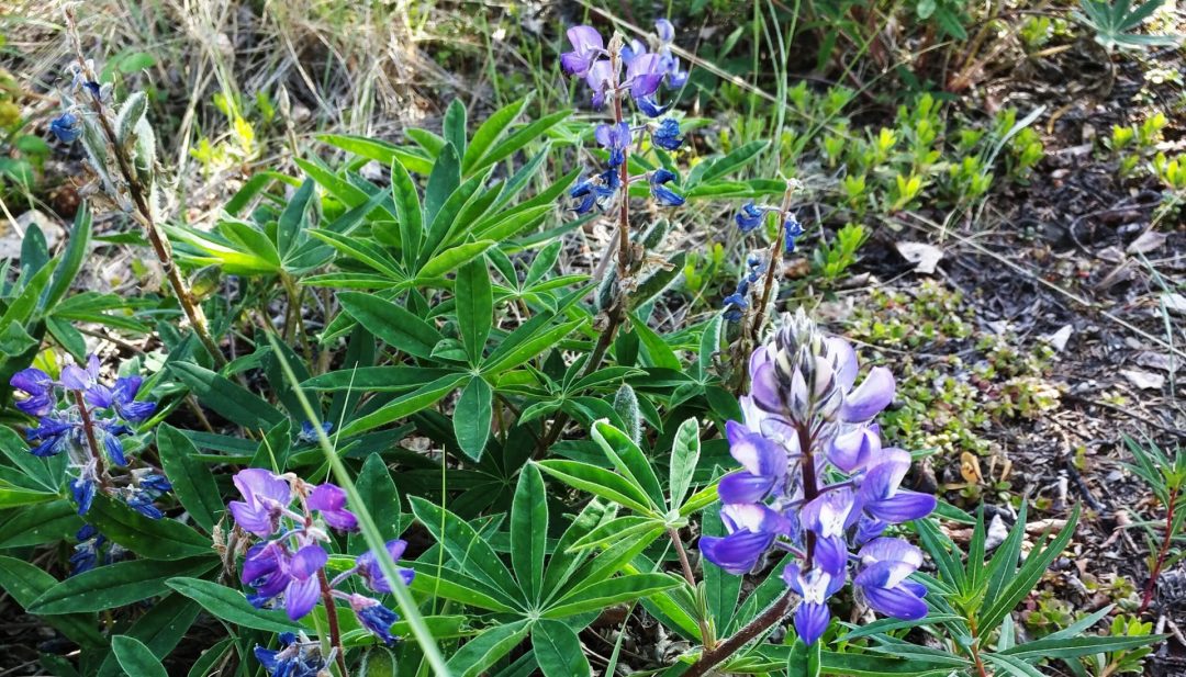 Arctic Lupins roadside Alaska