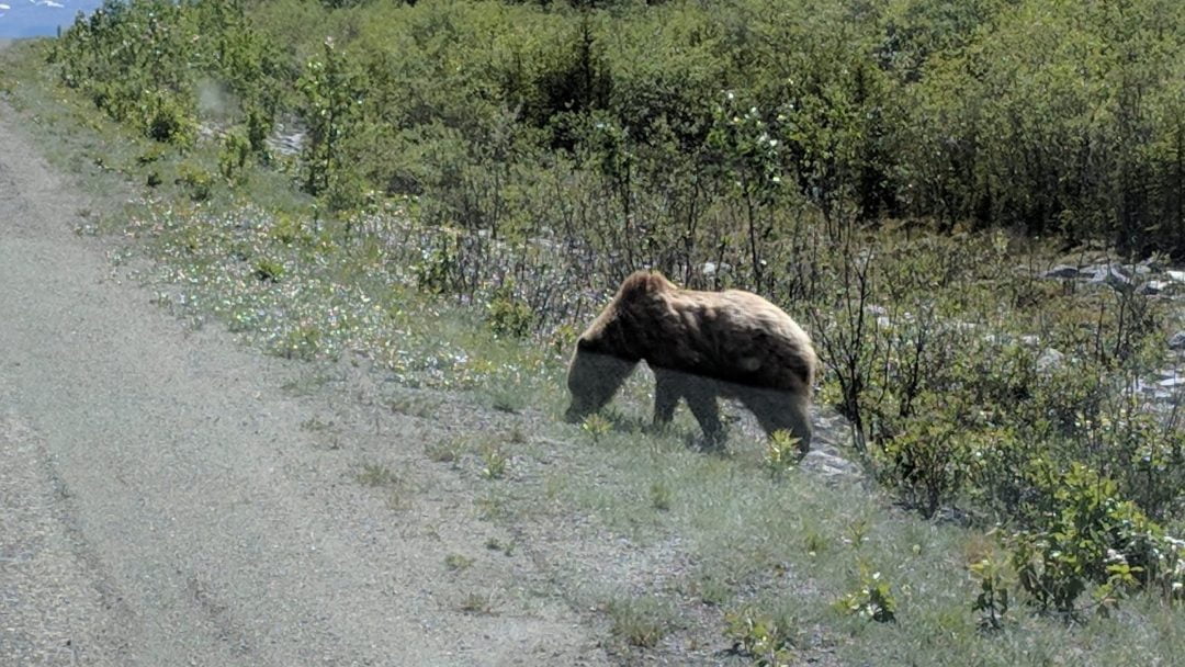 grizzly bear on side of Alaska highway in Yukon